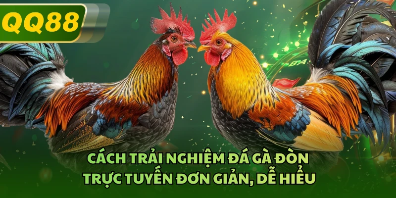 Cách trải nghiệm đá gà đòn trực tuyến đơn giản, dễ hiểu 