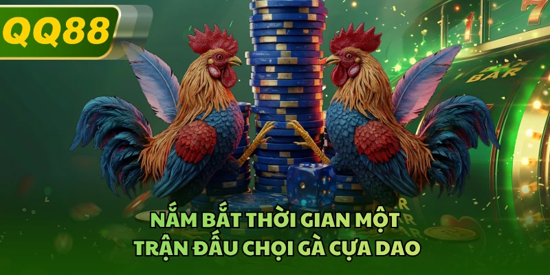 Nắm bắt thời gian một trận đấu chọi gà cựa dao 